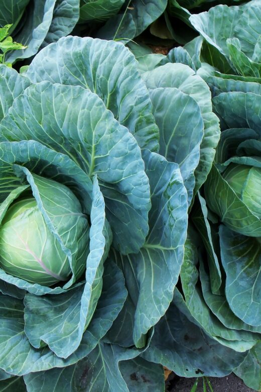 JJ Bacon Collard Greens/Kale Casserole. A delicious way to enjoy your veggies and get a ton of nutrients!